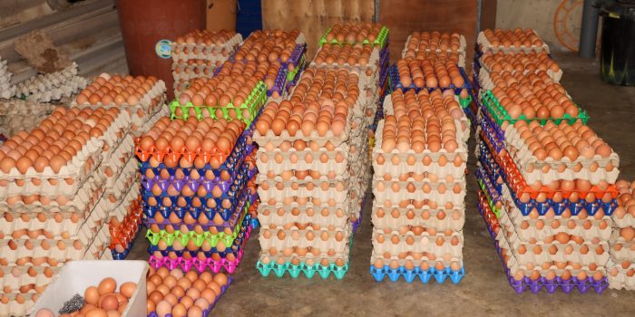 WhatsApp Image 2025-10-02 à 17.00.12_4a54c580